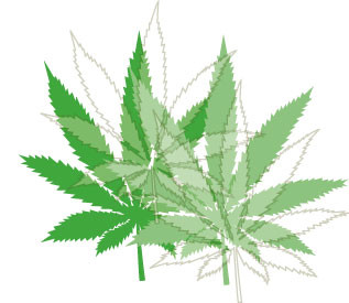 Fumer Du Cannabis Et Soigner Les Patients Est Il Compatible L Information Dentaire