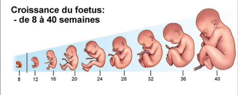 Au Secours Je Suis Enceinte L Information Dentaire