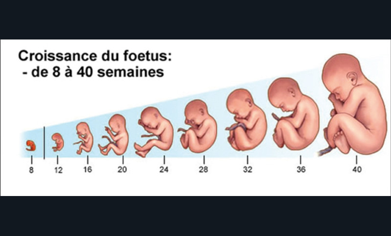 Au Secours Je Suis Enceinte L Information Dentaire