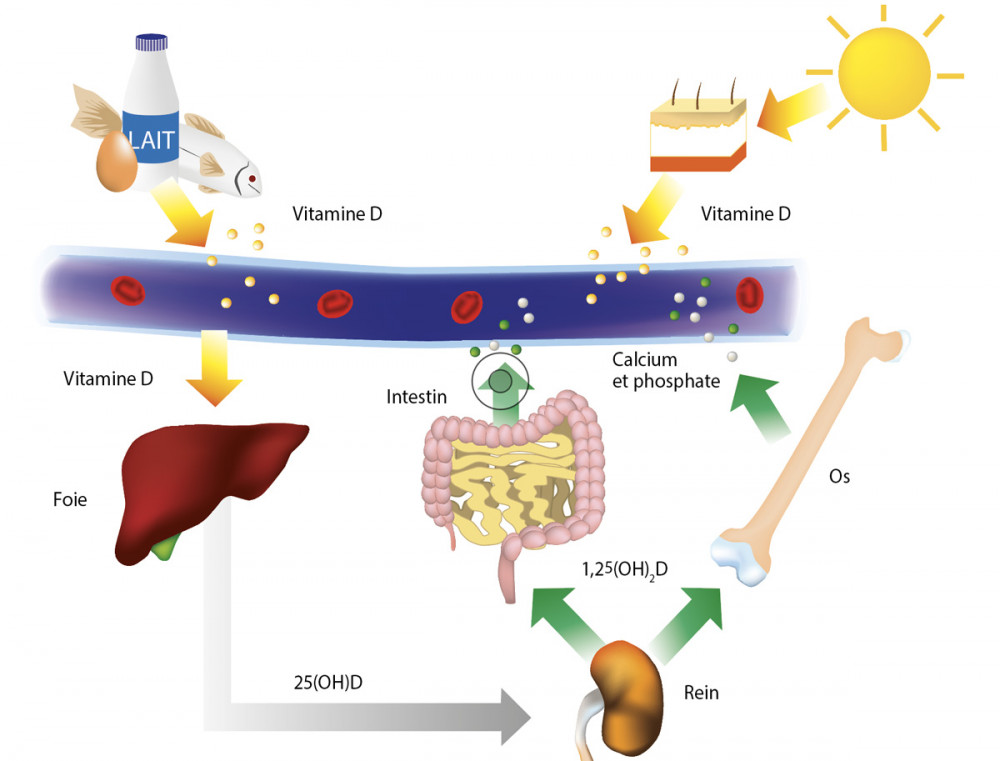 Échec de l’ostéointégration et vitamine D état actuel des