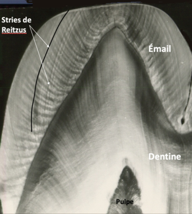 macroscopique de l’émail dentaire entre biologie et biomécanique L