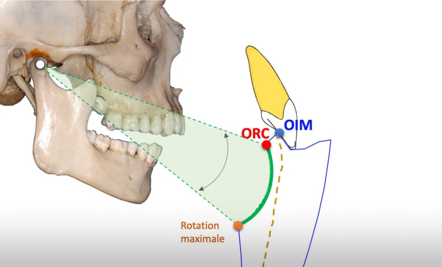Anatomie de l'occlusion dentaire